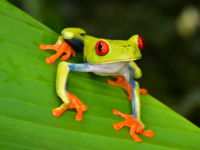 Rotaugenfrosch Costa Rica