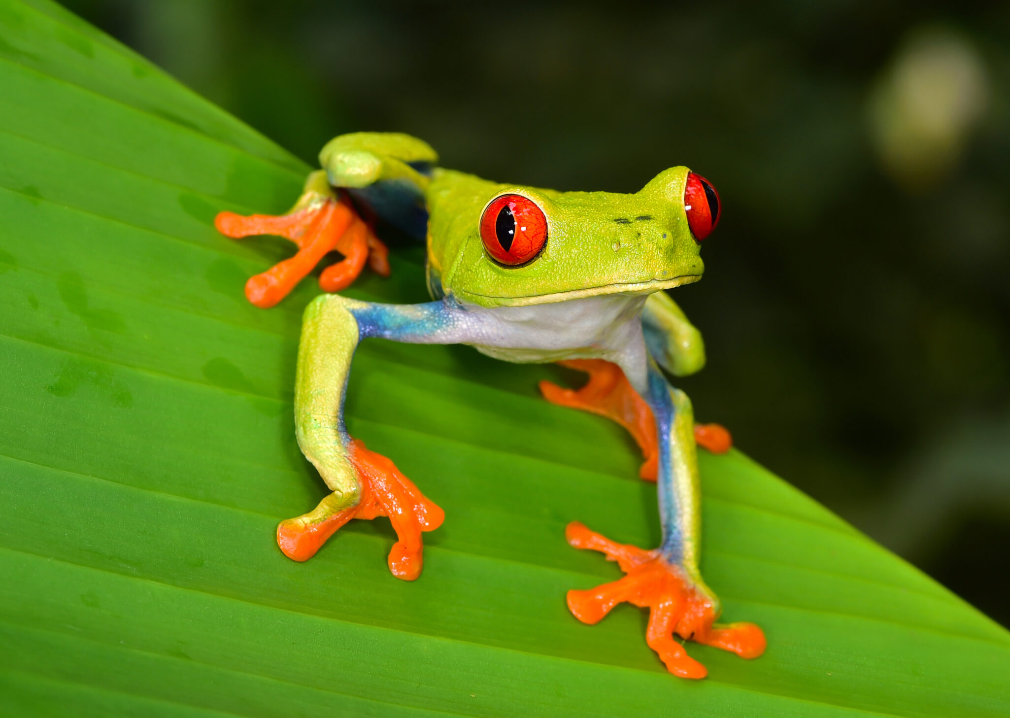 Rotaugenfrosch Costa Rica