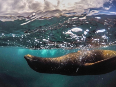 Galapagos Seehund