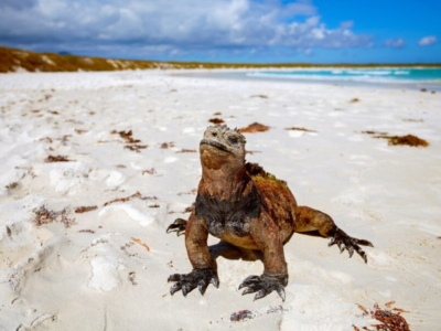 Galapagos Inseln Meeresechse