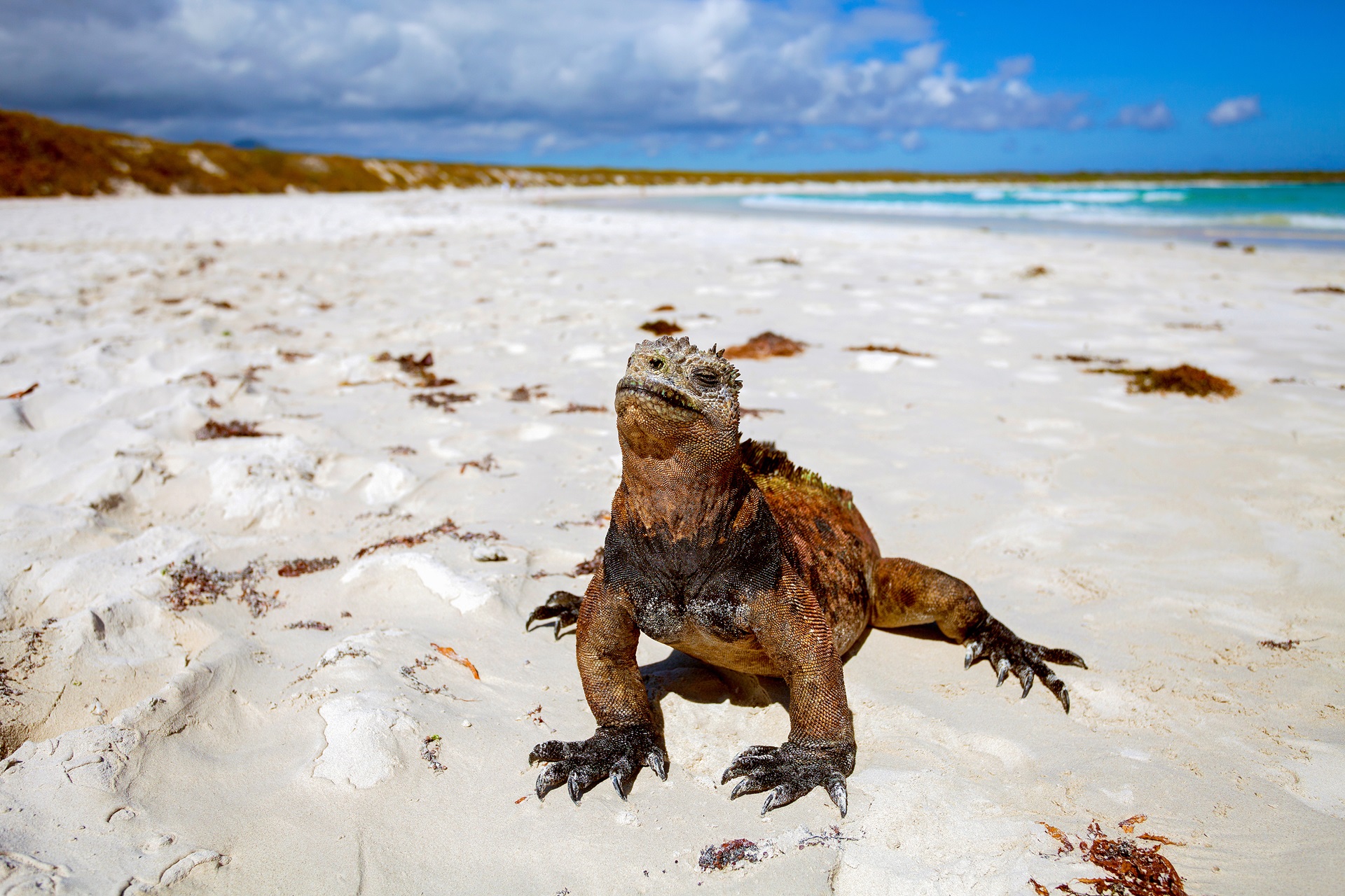 Galapagos Inseln Meeresechse