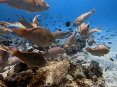 Galapagos Unterwasser