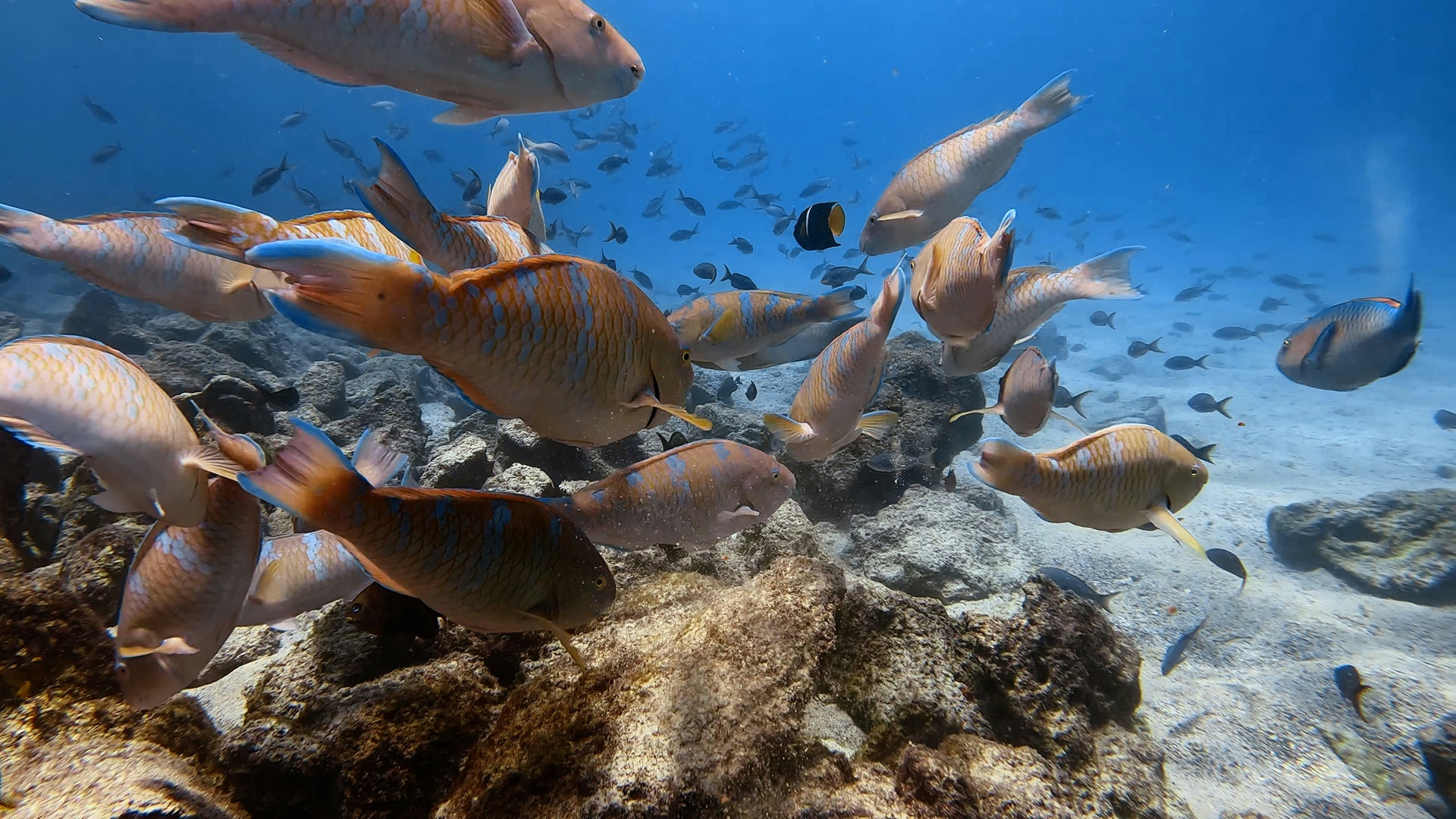 Galapagos Unterwasser