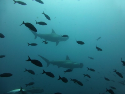 Galapagos Inseln Hammerhaie