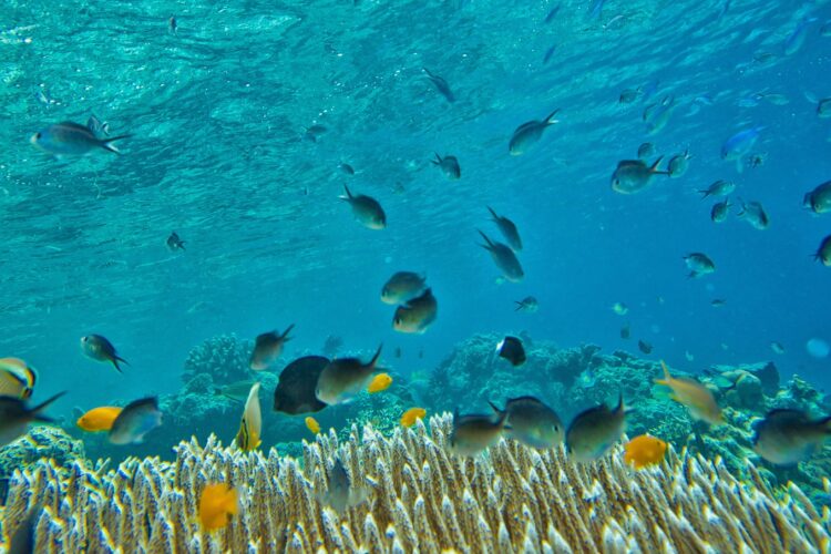 Best Of Lembeh & Halmahera bei Dive Tour buchen