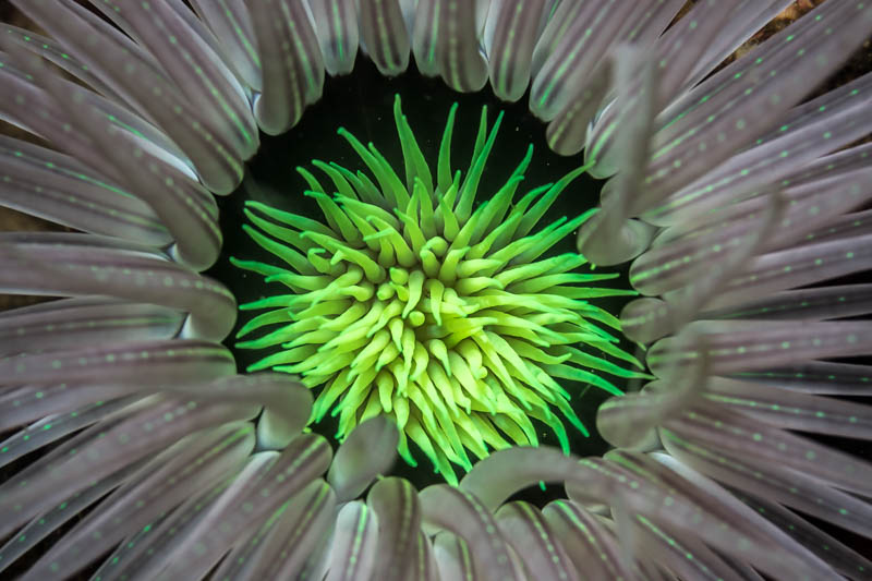 Kalimaya Dive Center Anemone