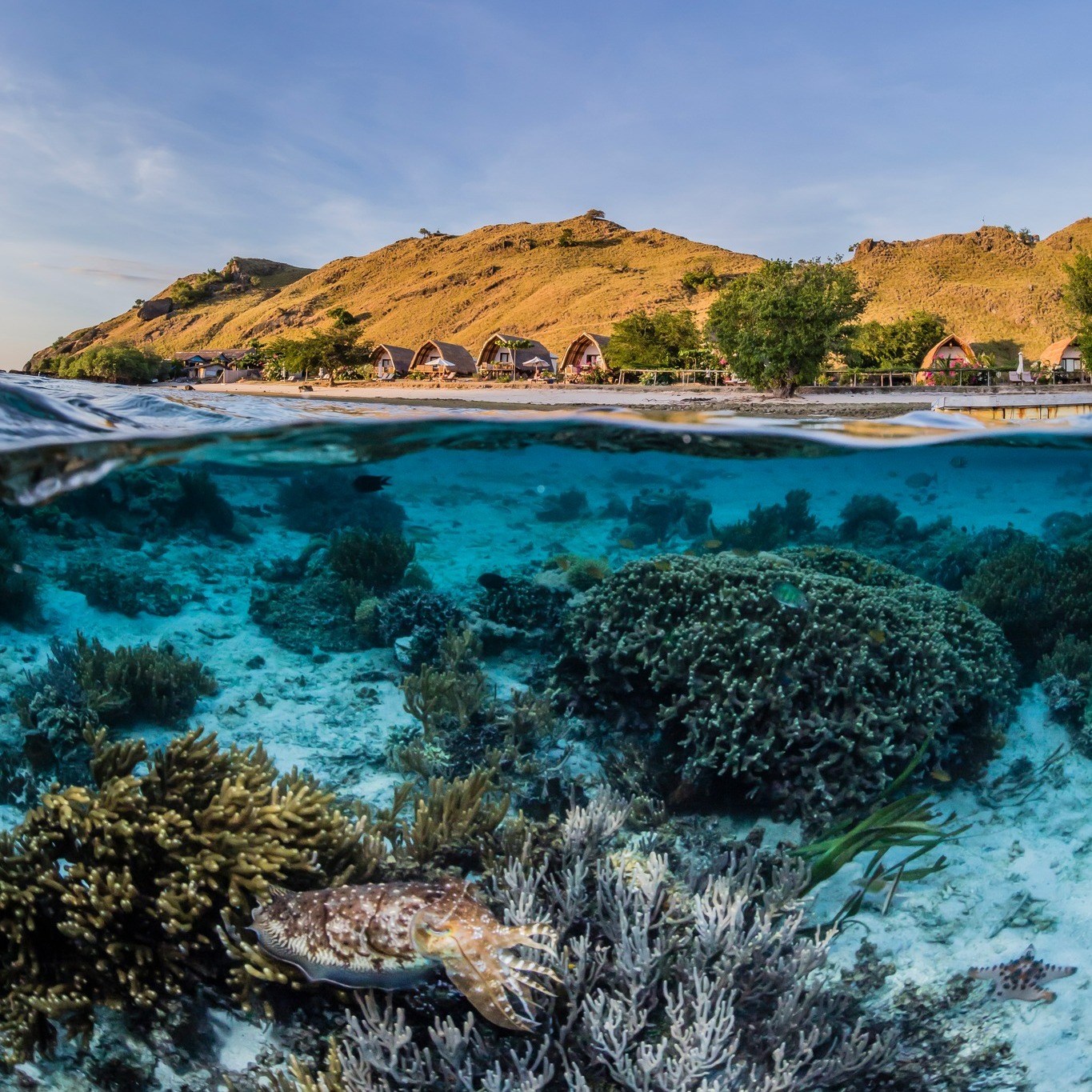 Komodo Dive Center Hausriff