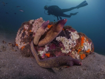 Kusu Island Dive Center Muränen