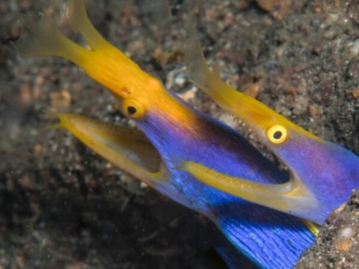 Murex Manado Dive Center Geistermuräne