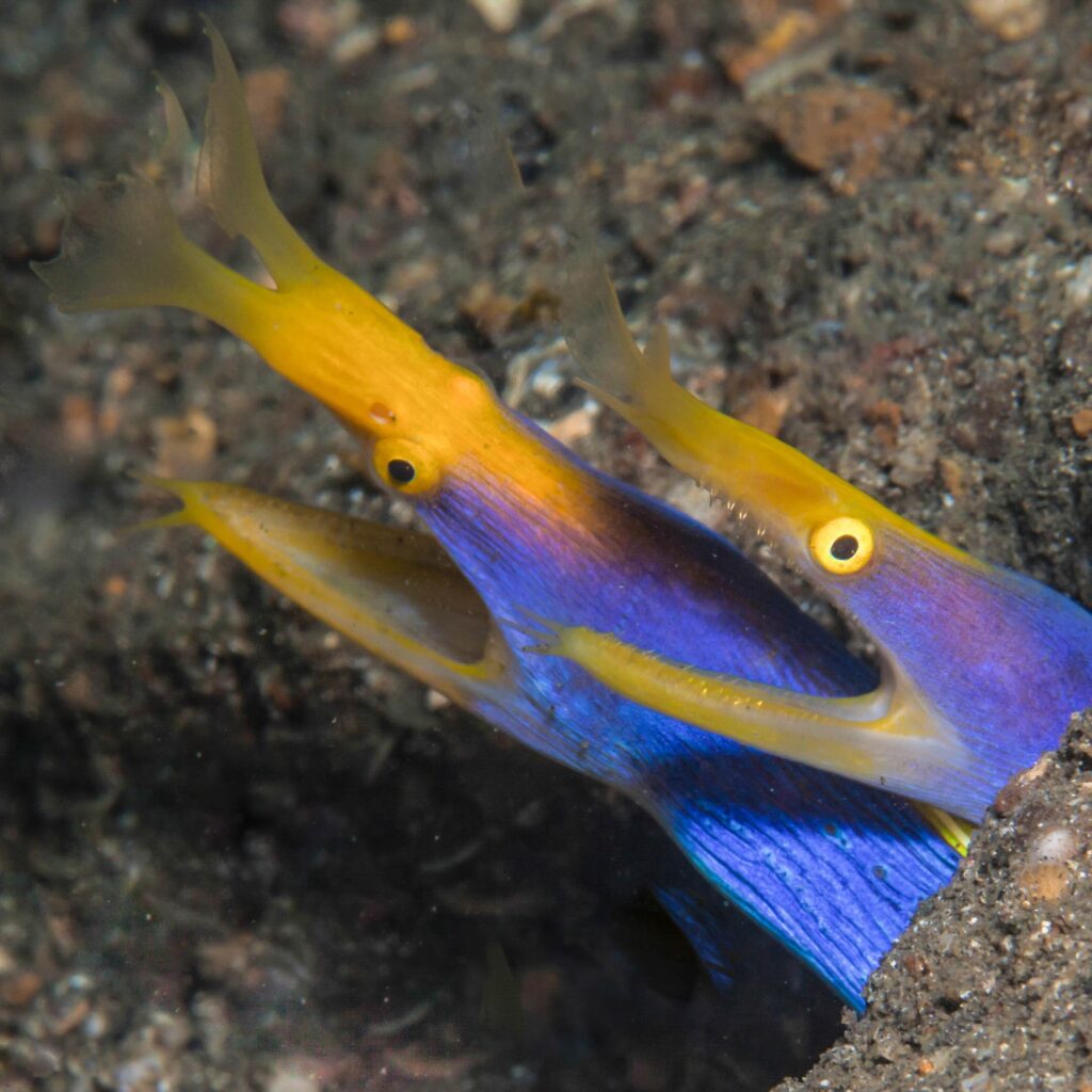 Murex Manado Dive Center Geistermuräne