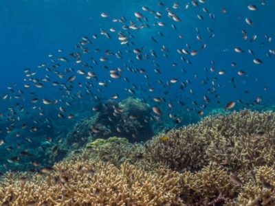 Murex Manado Dive Center Rifflandschaft