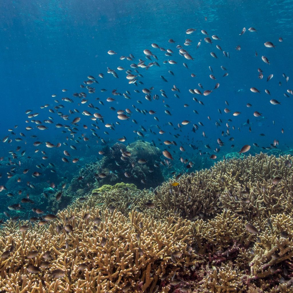 Murex Manado Dive Center Rifflandschaft