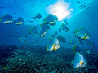 Papua Diving Fledermausfisch