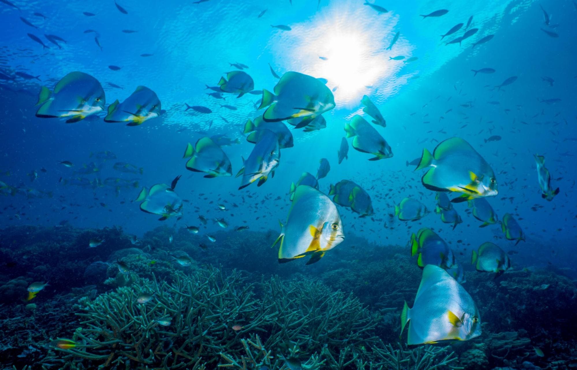 Papua Diving Fledermausfisch