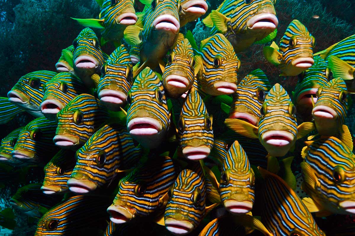 Papua Explorers Dive Center Süsslippen