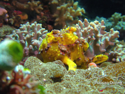 Pulisan Dive Center Anglerfisch