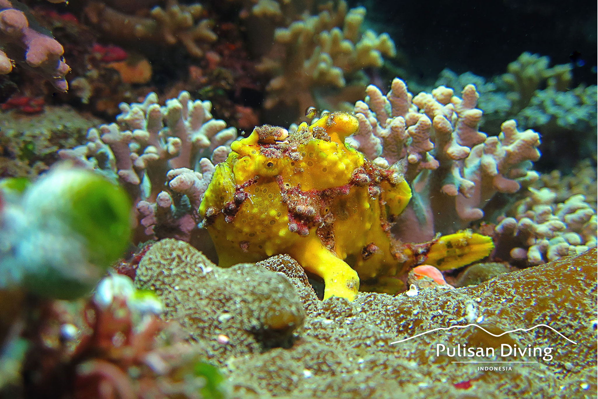 Pulisan Dive Center Anglerfisch