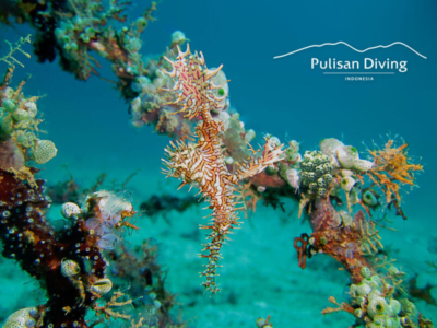 Pulisan Dive Center Geisterfetzenfisch
