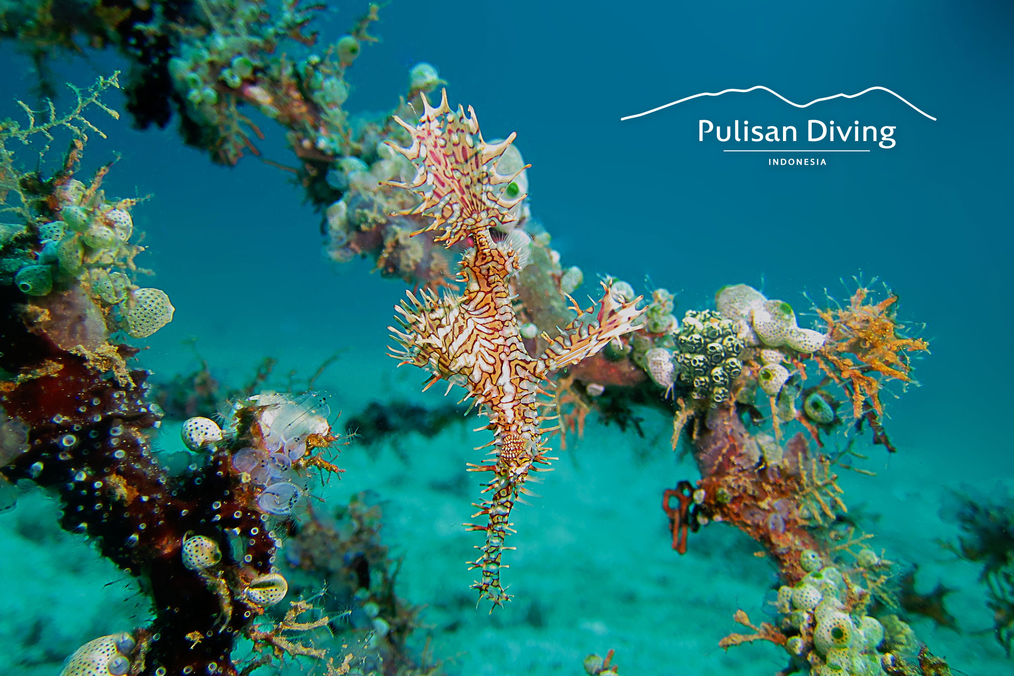 Pulisan Dive Center Geisterfetzenfisch