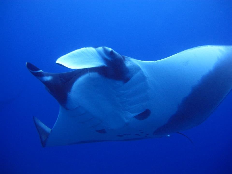 Guanacaste Manta