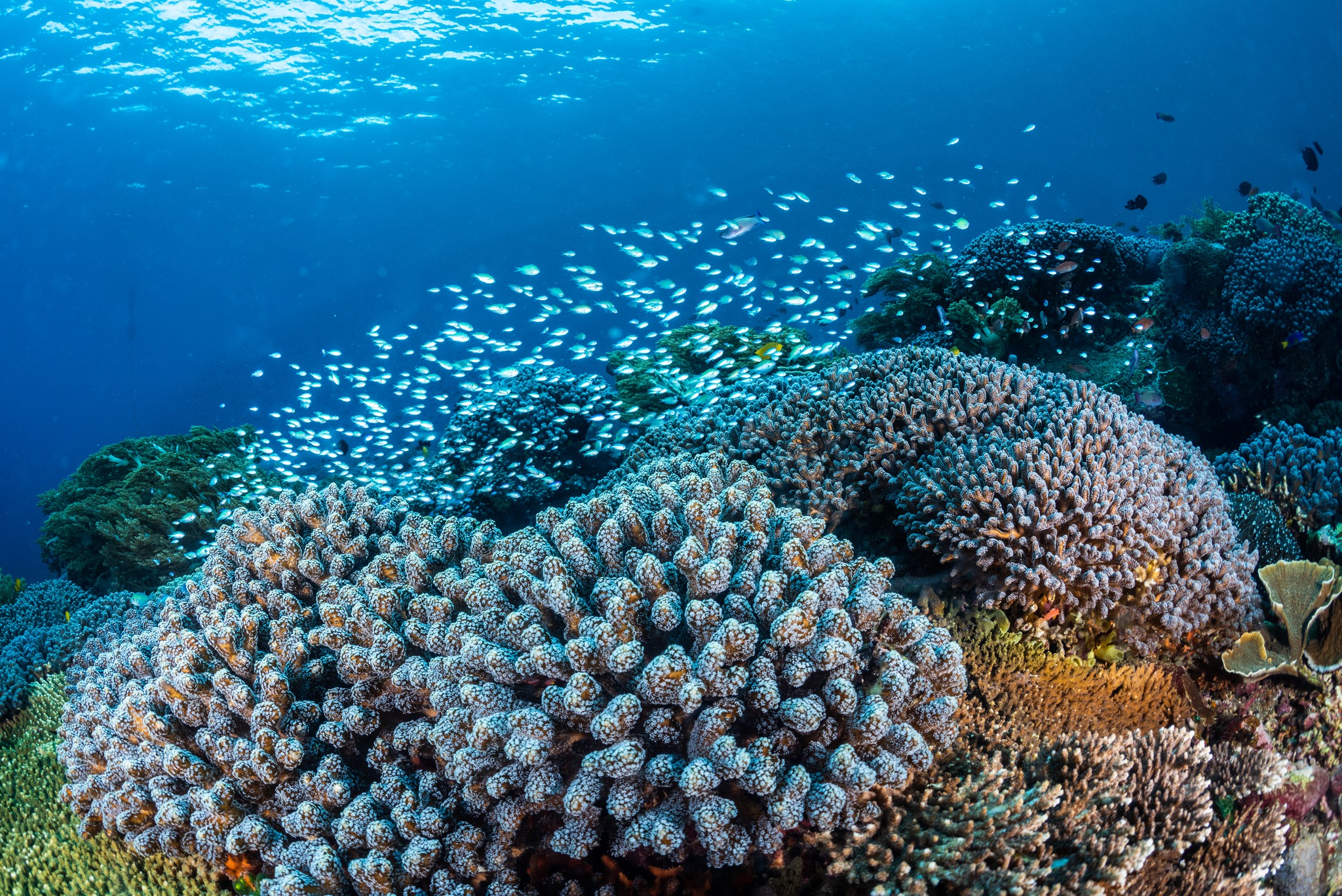 Savu South Alor Dive Center Rifflandschaft