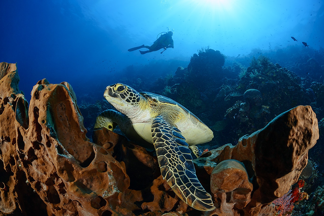 Siladen Dive Center Schildkröte