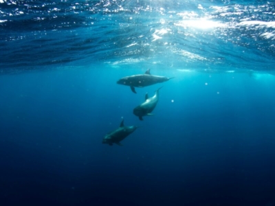 Socorro Islands Delfine