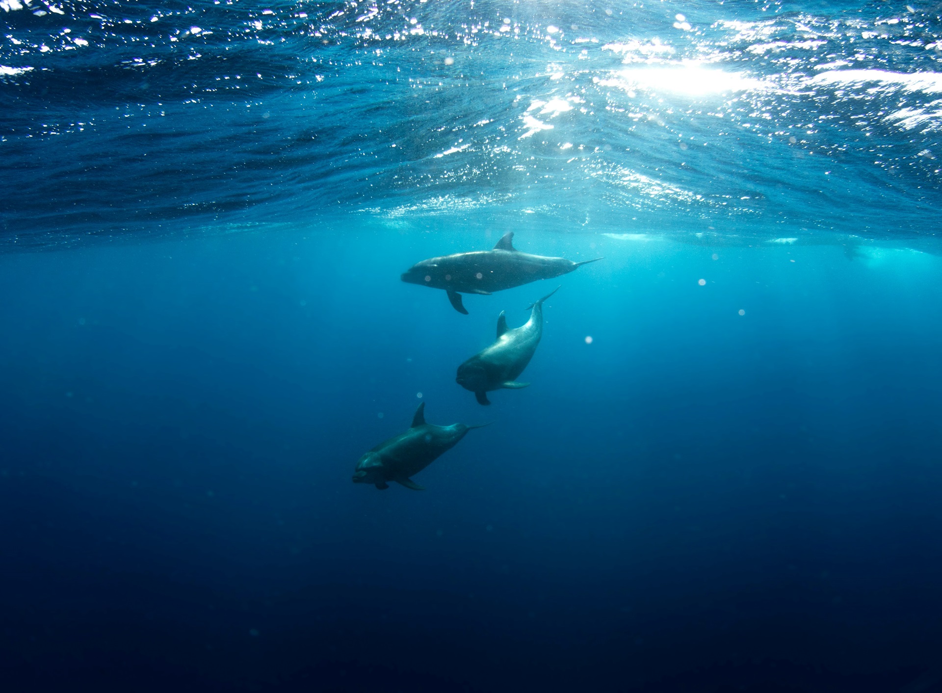 Socorro Islands Delfine