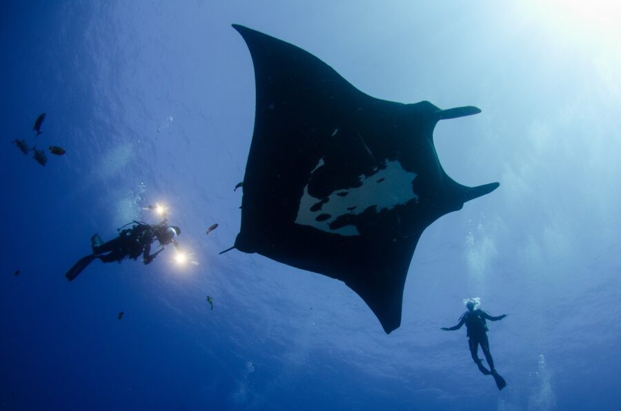 Mantas mit Dive Tour entdecken