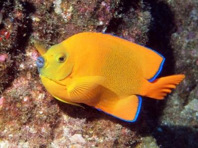 Socorro Islands Unterwasser