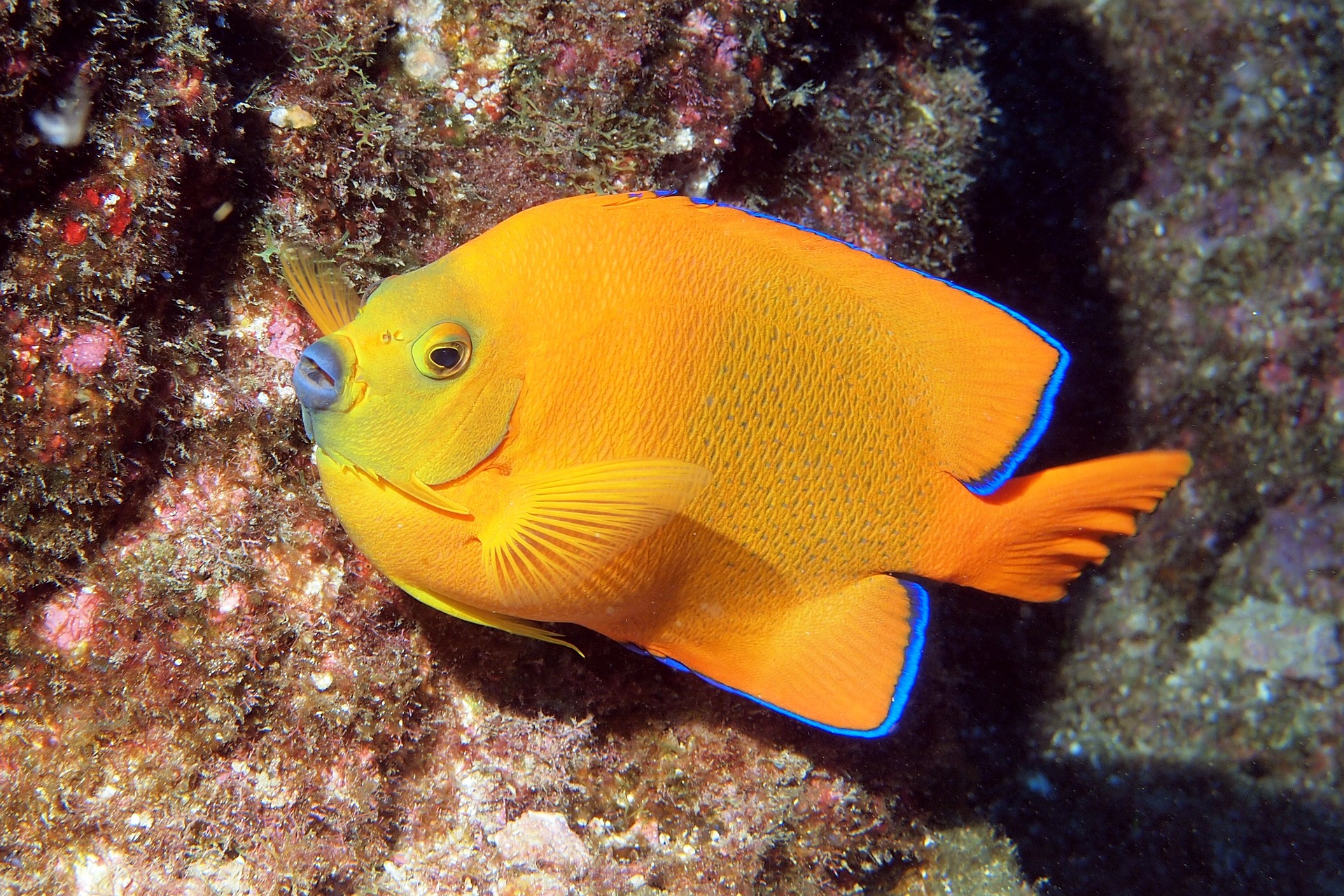 Socorro Islands Unterwasser