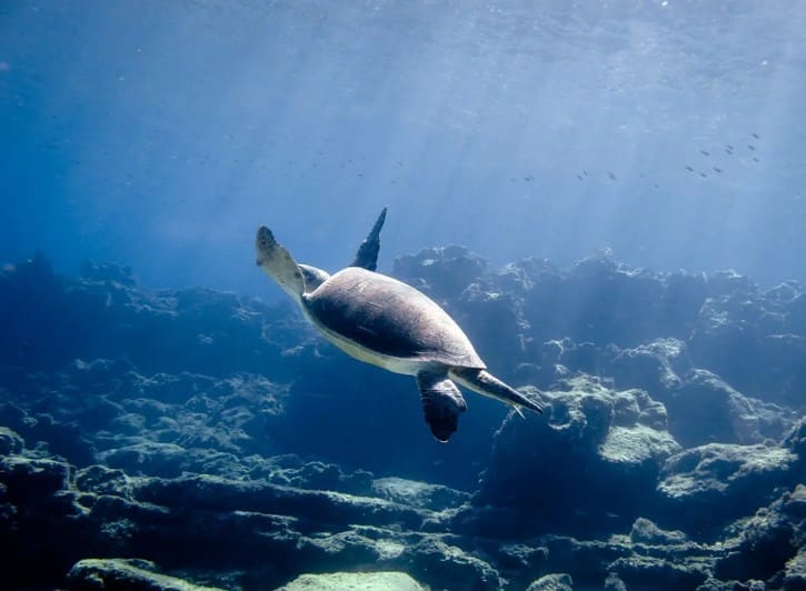 Cyprus Diving Centre Turtle