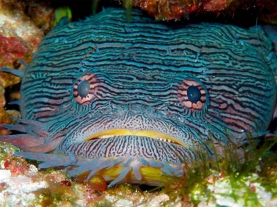 Dressel Divers Cozumel Krötenfisch