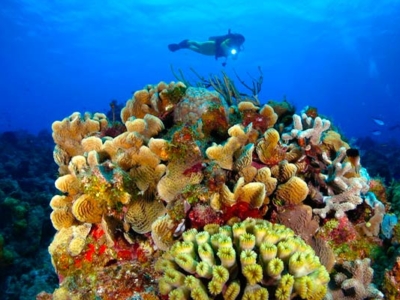 Dressel Divers Cozumel Rifflandschaft