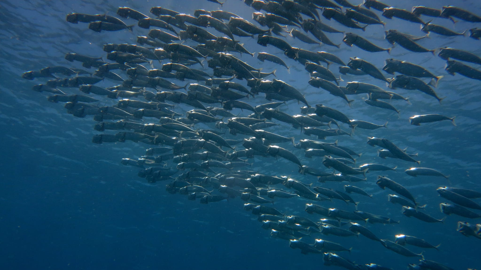 Orca Dive Club Safaga Grossmaulmakrelen