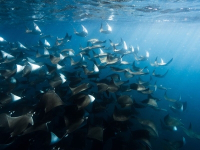 Scuba Caribe Cabo San Lucas Mobulas