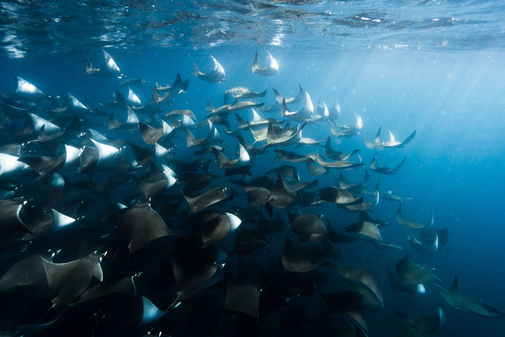 Scuba Caribe Cabo San Lucas Mobulas