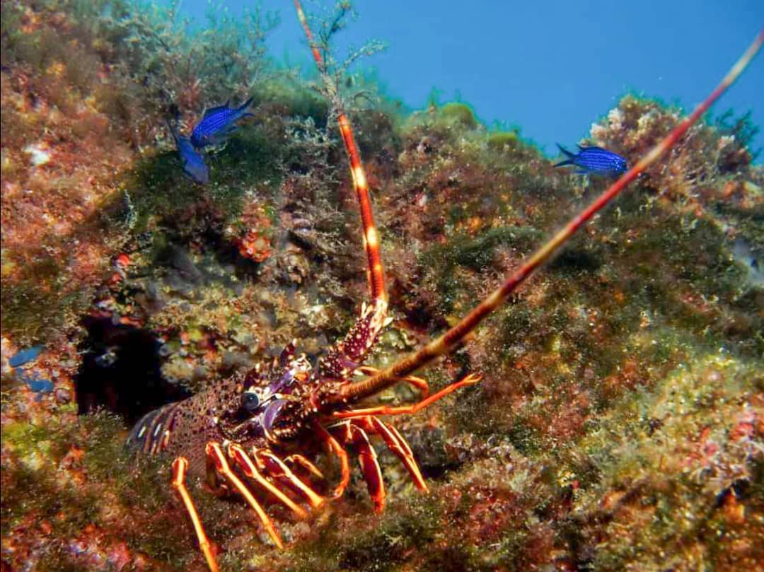 Euro-Diver Cala Joncols Lobster