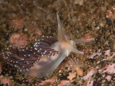 Gulen Dive Resort Nacktschnecke