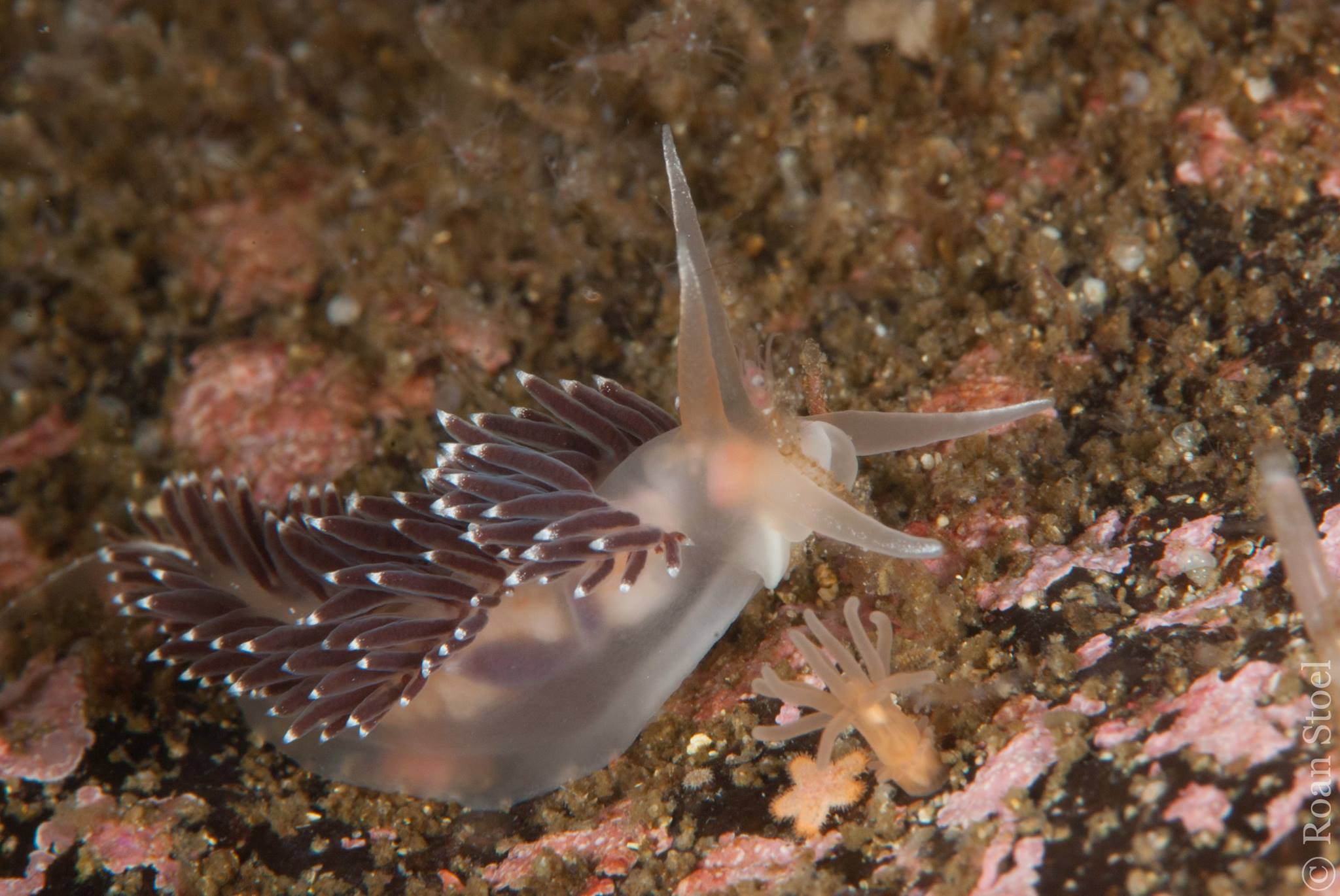 Gulen Dive Resort Nacktschnecke