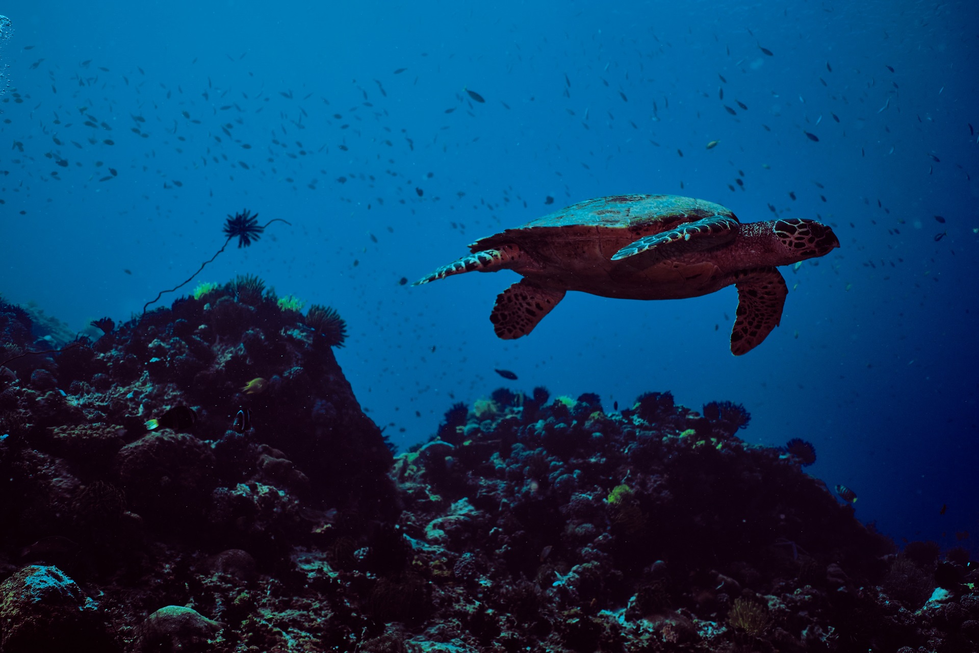 Apo Reef