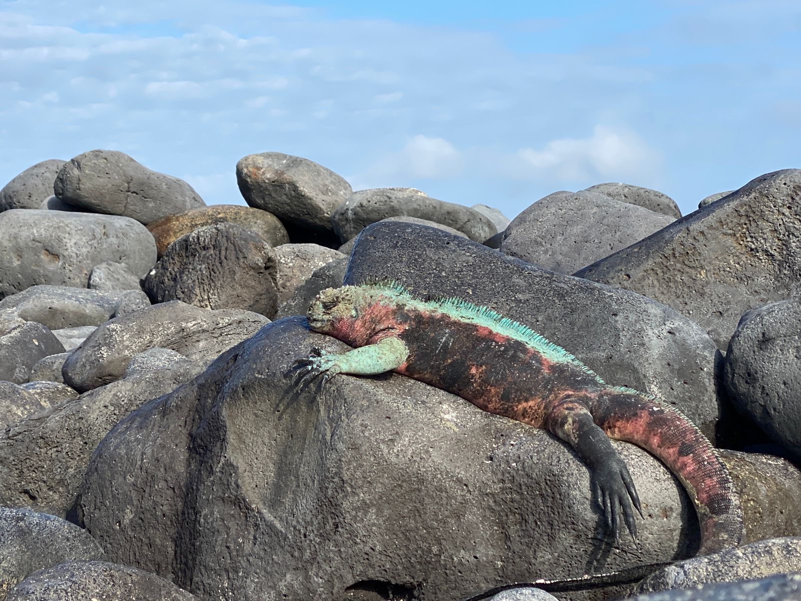 Galapagos Suites Meerechse