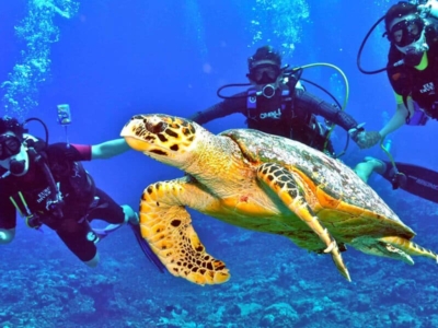 Kandooma Dive Center Schildkröte