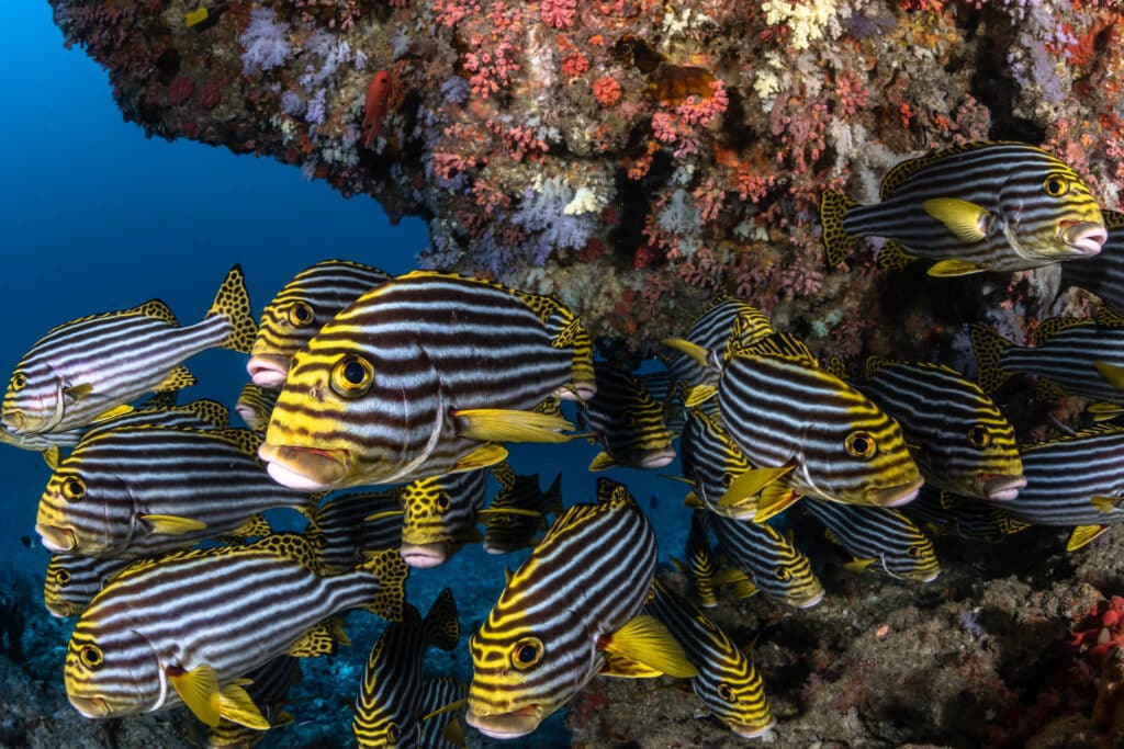 Kandooma Dive Center Süsslippen