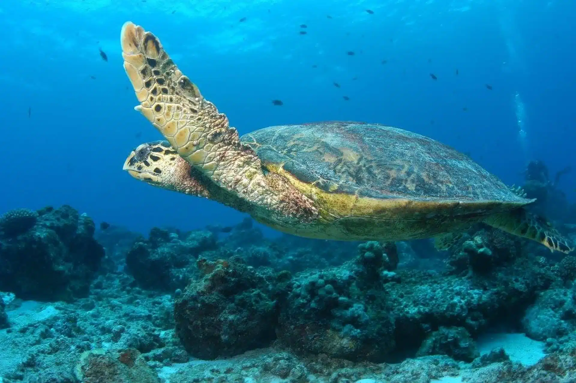 Labriz Dive Center Schildkröte