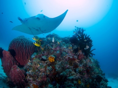 Yap Islands Manta