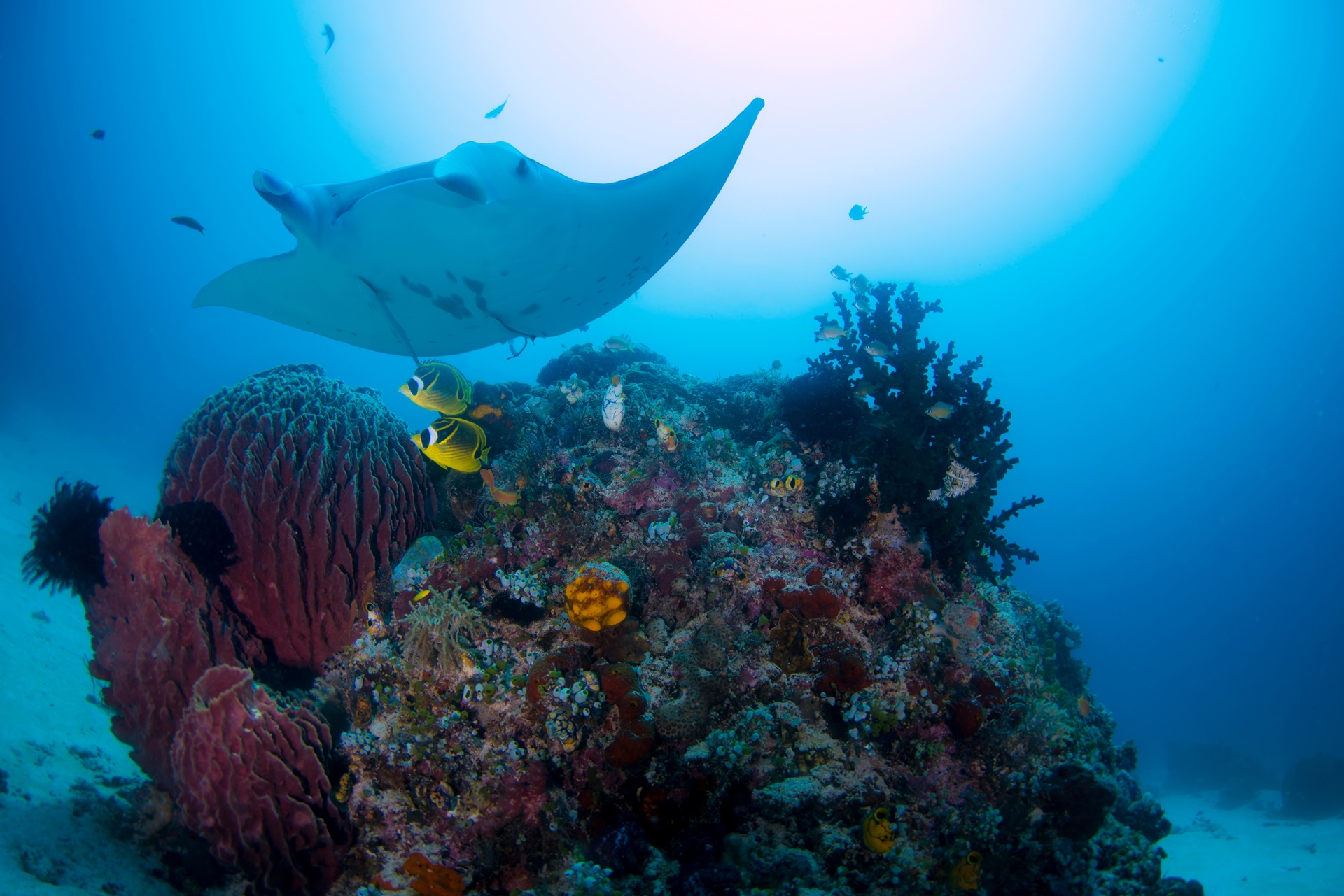 Yap Islands Manta