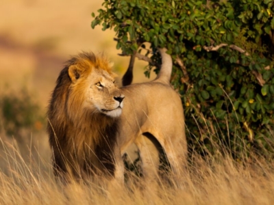 Löwe in der Masai Mara