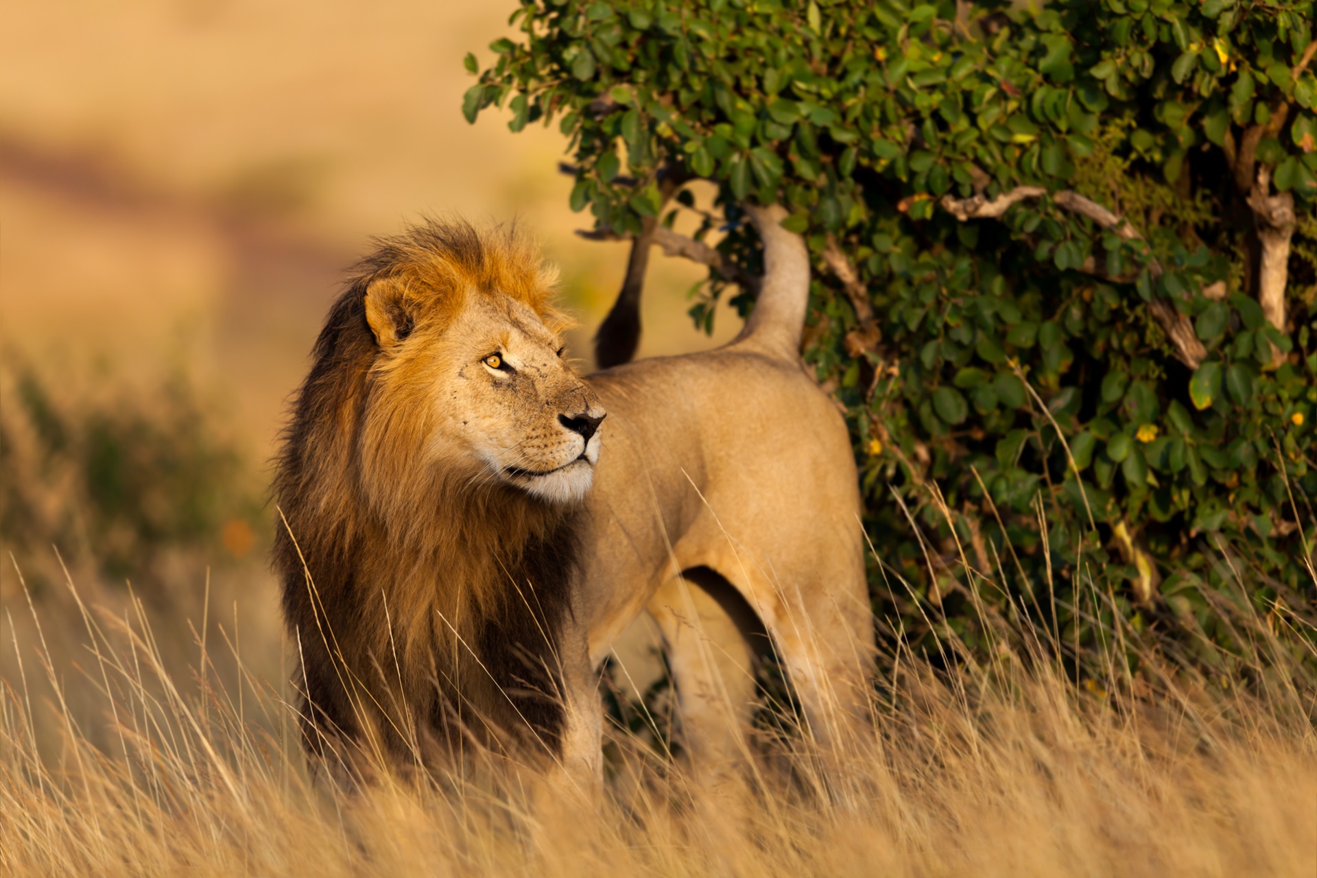 Löwe in der Masai Mara