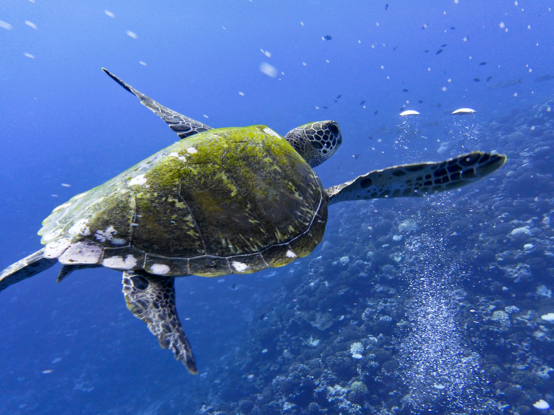 Moorea Meeresschildkröte